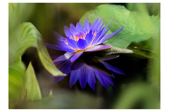 Carlos Rozensztroch - Flor A Traves