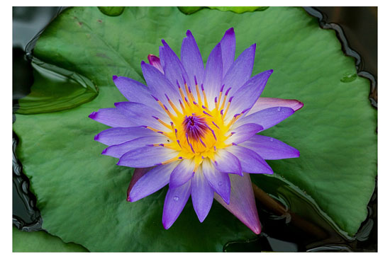 Carlos Rozensztroch - Flor de lotto lila