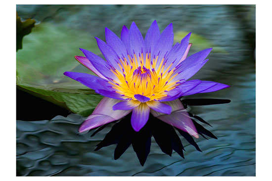 Carlos Rozensztroch - Flor que linda la lila