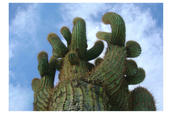 Gustavo Zinn - Cardón