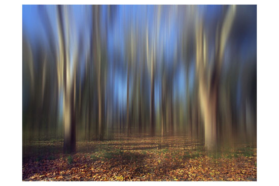 Ricardo Martiniuk - Arboles Pereyra